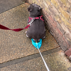 Masqin Swoop Catcher