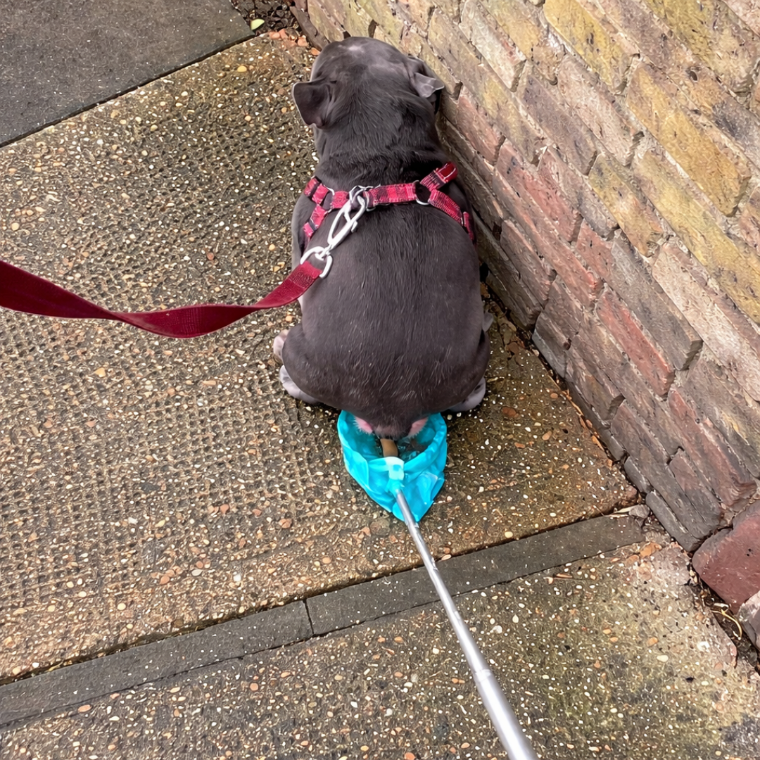 Masqin Swoop Catcher